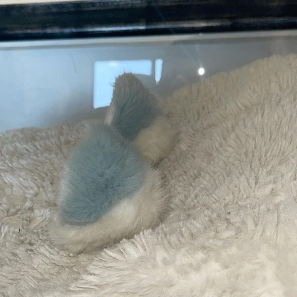Fuzzy White Bunny Ear clips faux fur fox ears possibly
